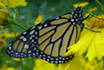 Caterpillar to Butterfly Metamorphosis