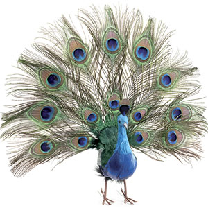 Peacock - lifting up its plumes - break free from abusive ways